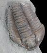 Flexicalymene Trilobite From Ohio #47336-1